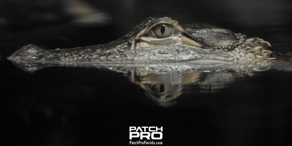 Which are the most dangerous florida animal